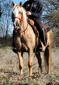 Cavalla /doppio pony /pony games