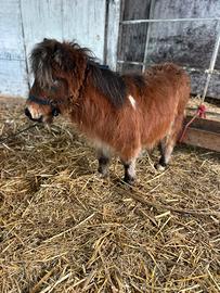 Pony Falabella