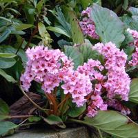 Bergenia Cordifolia Rosea