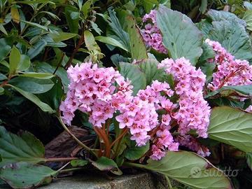 Bergenia Cordifolia Rosea