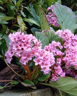 Bergenia Cordifolia Rosea
