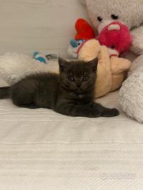 British shorthair