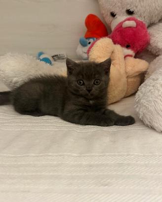 British shorthair