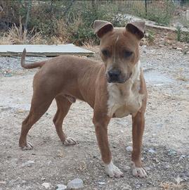 Pitbull ukc