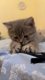 ?Gattini british shorthair?