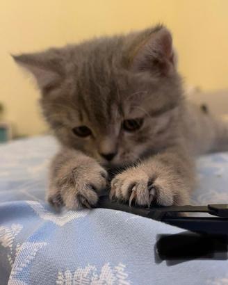 ?Gattini british shorthair?