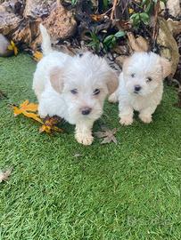 Cuccioli di Maltipoo