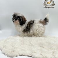 Magnifica cucciola Shih Tzu