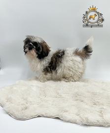 Magnifica cucciola Shih Tzu