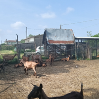 Pecore e capre camosciate