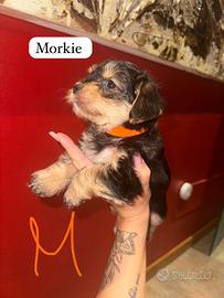Cuccioli Morkie