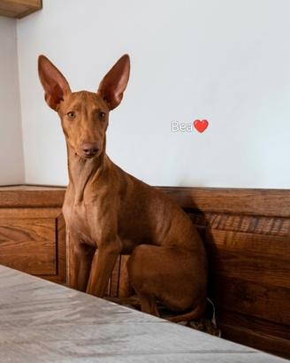 Cuccioli di Cirneco dell' Etna con Pedigree