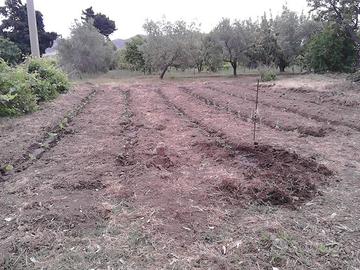Terreno agricolo