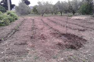 Terreno agricolo