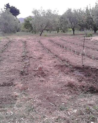 Terreno agricolo