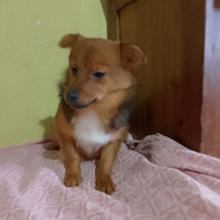 Cucciola taglia piccola
