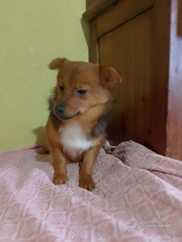 Cucciola taglia piccola