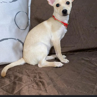 Cane meticcio color champagne