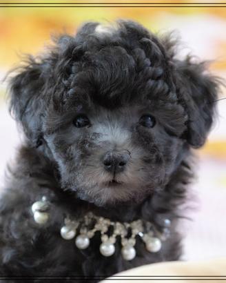 Barboncino grigio toy