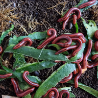 Millepiedi CENTROBOLUS ANNULATUS