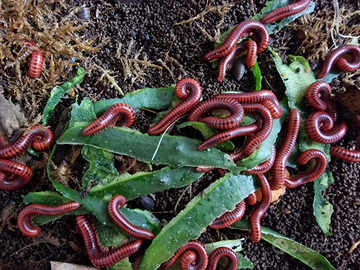 Millepiedi CENTROBOLUS ANNULATUS