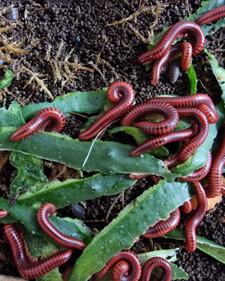 Millepiedi CENTROBOLUS ANNULATUS