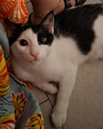 Oscar