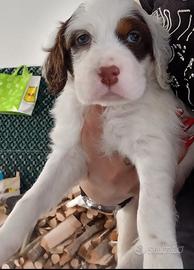 Cucciolo di Setter Inglese