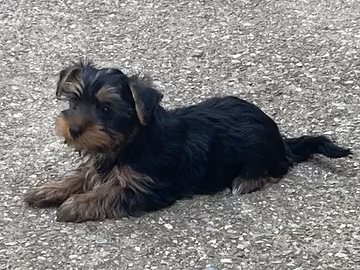 Yorkshire terrier femmina