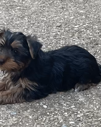 Yorkshire terrier femmina