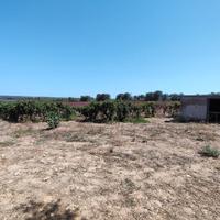 pali di cemento per vigneto 