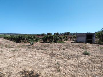 pali di cemento per vigneto 