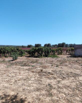 pali di cemento per vigneto 