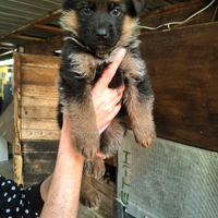 Cuccioli pastore tedesco
