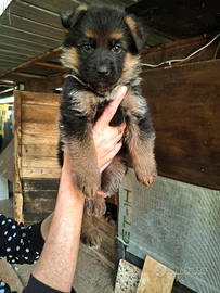 Cuccioli pastore tedesco