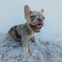 Bulldog francesi cuccioli blu