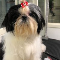 Cucciola di SHIH TZU