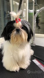 Cucciola di SHIH TZU