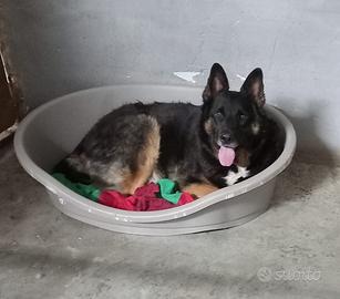 Pippo simil lupo dolcissimo