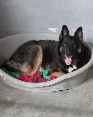 Pippo simil lupo dolcissimo