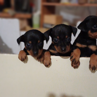 Cuccioli Pinscher toy nero focato