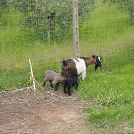 Capretto tibetano