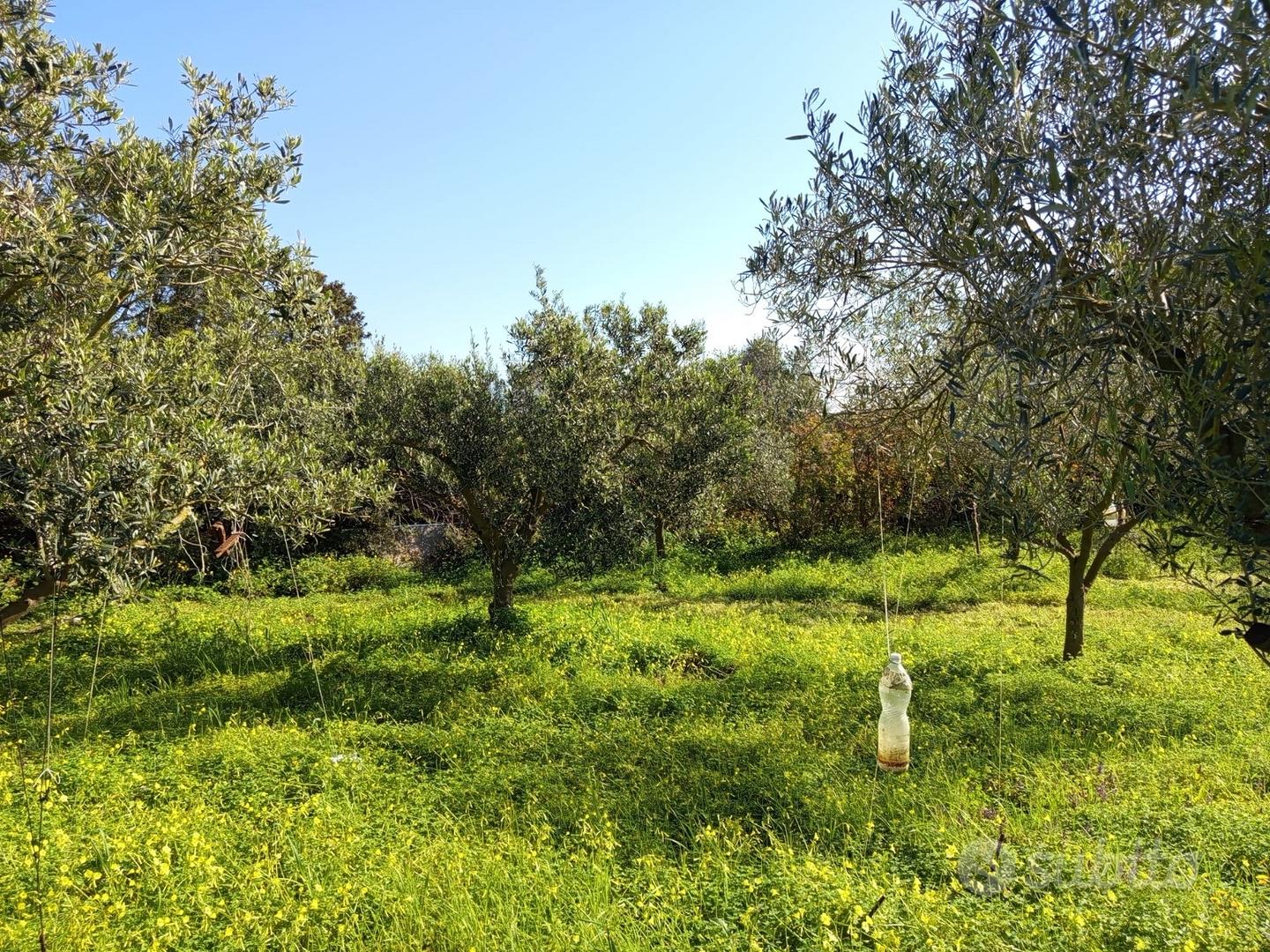 Terreno agricolo con uliveto,frutteto,attrezzatura - Vista 2