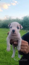 Cucciolo di pitbul