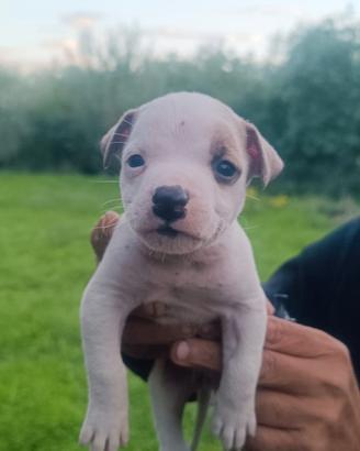 Cucciolo di pitbul