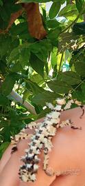 Extatosoma tiaratum - Insetto foglia australiano