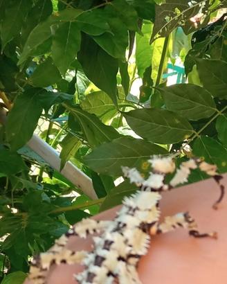 Extatosoma tiaratum - Insetto foglia australiano
