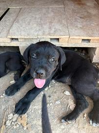 Cuccioli corso