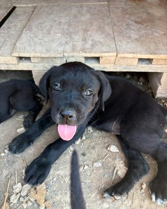 Cuccioli corso