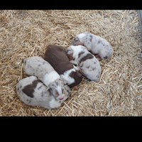 Cuccioli di cane di pastori Australiano